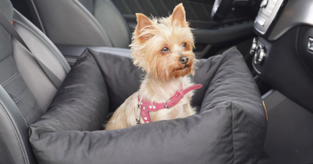 Veilig en comfortabel op pad met kleine honden: het belang van autozitjes voor onze geliefde viervoeters